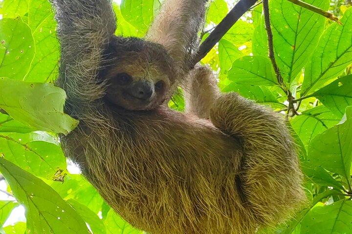 雨林のナマケモノと川沿いのサファリ