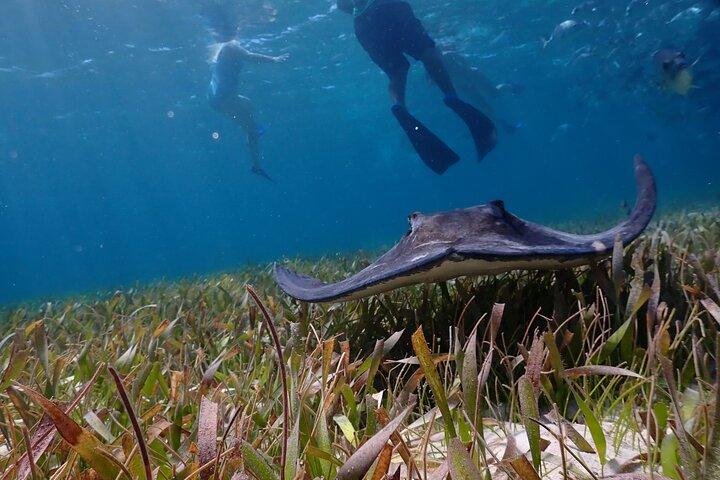 ホルチャン海洋保護区とサメエイシュノーケリングサンペドロベリーズ