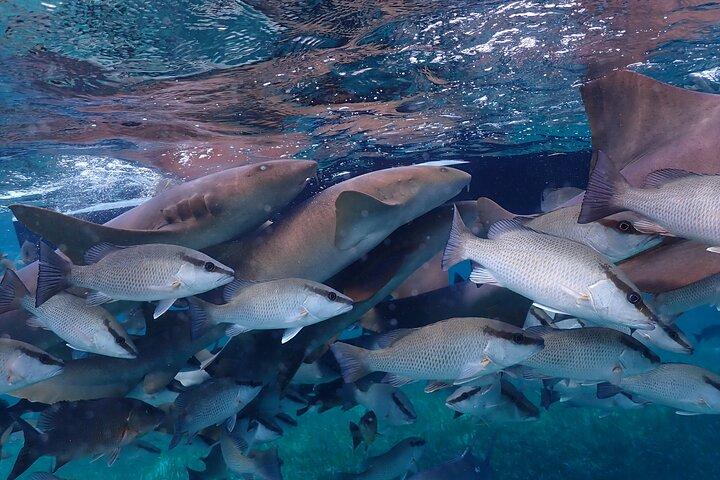 Hol Chan Marine Reserve und Hairochen Schnorcheln San Pedro Belize