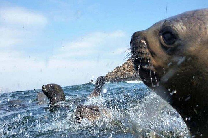 隠れた名所 - パロミノ諸島でアシカと泳ぐ＋軽食