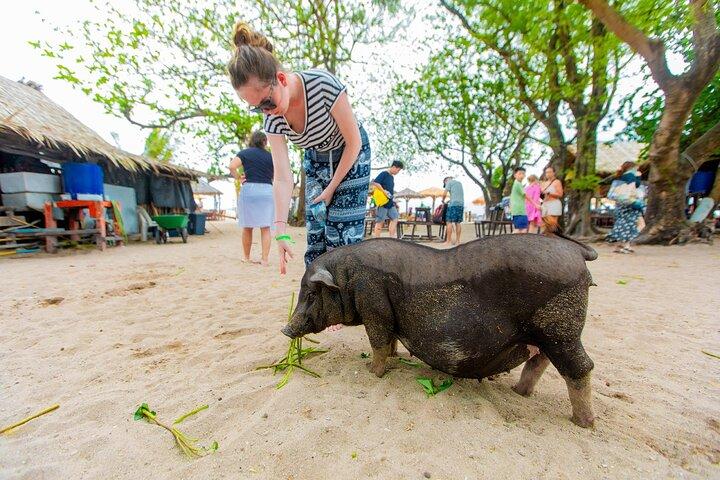 Excursión a la isla de los cerdos y bronceados desde Koh Samui