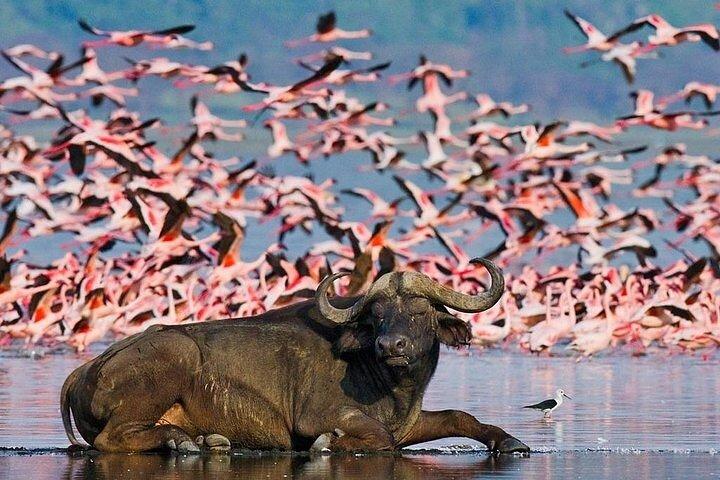 5 Tage Masai Mara und Great Lakes Gruppensafari