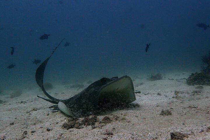 2 Tauchgänge in Oman, Dibba Musandam für zertifizierte Taucher