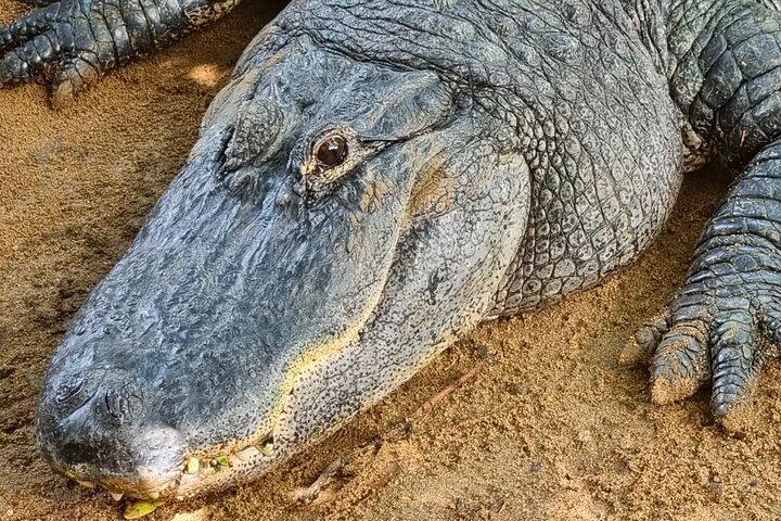 南モーリシャス: クロコダイルパーク、7色アースとランチ