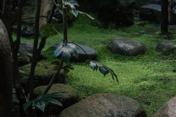 京都舞妓屋、烏丸四条で着物のお茶会