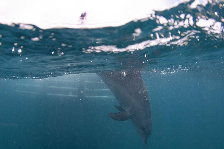 Swim with Wild Dolphins Day Tour