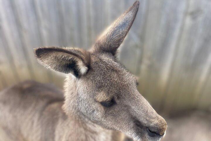 Melbourne Shore Excursion, Wine Region, Wildlife, Shared Tour