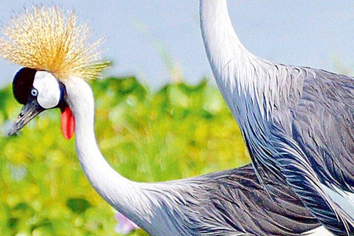 5 Tage Vogelbeobachtung Safari Tour Uganda