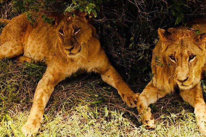 Tanzania Safari Odyssee Cultuur en Wildleven Ontketend 9 dagen