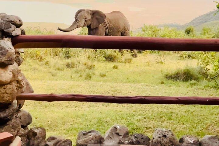 Tanzania Safari Odyssey kultur og dyreliv udgivet 9 dage