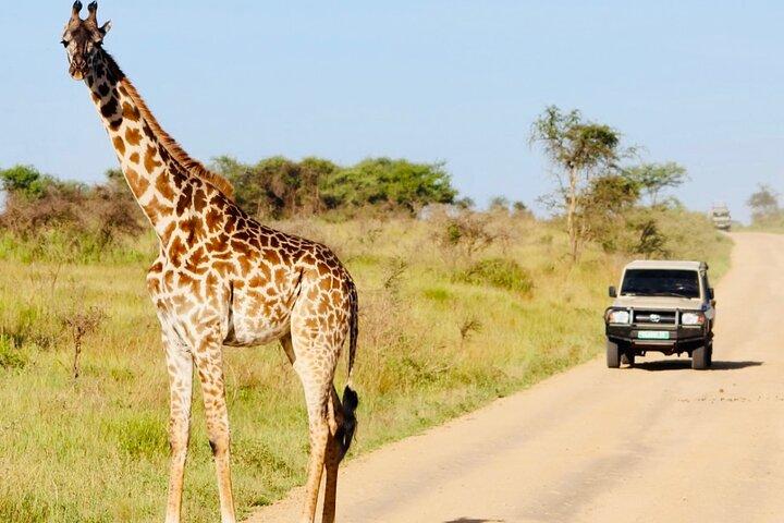 Tanzania Safari Odyssey kultur og dyreliv udgivet 9 dage