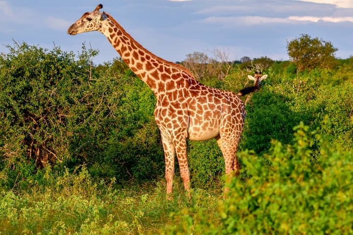 6 Days Tour in Amboseli, L. Nakuru and Masai Mara