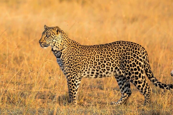 6 Days Tour in Amboseli, L. Nakuru and Masai Mara