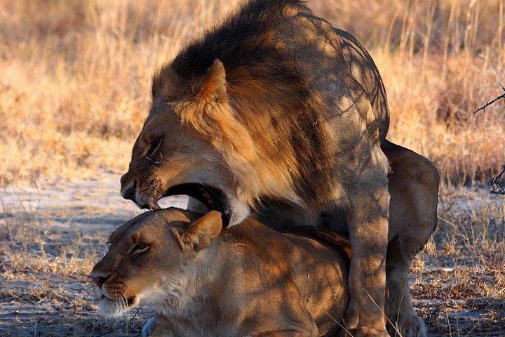 Ultimate Chobe Safari Day Trip