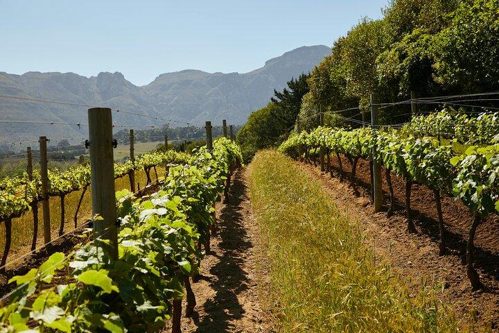 Aventura Vespa no Chianti com almoço toscano e degustação de vinhos