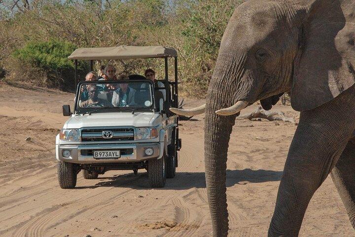 チョベ国立公園（昼食付き） : ビクトリアフォールズ・ジンバブエから