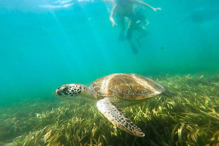 San Juan Snorkel with Turtles and Manatee's; Free Video and Rum!