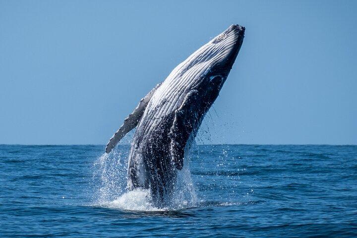 Observación de ballenas Moorea