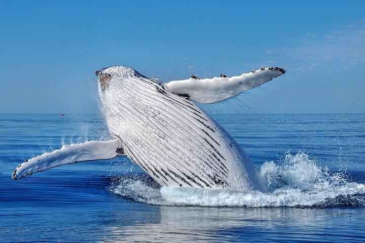 Observación de ballenas Moorea