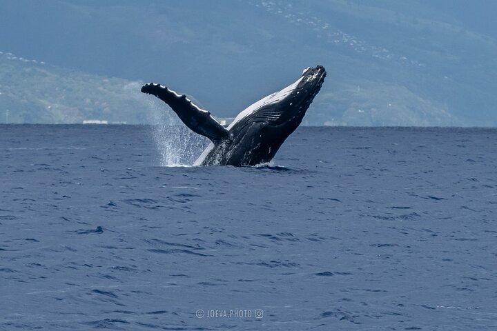Observación de ballenas Moorea