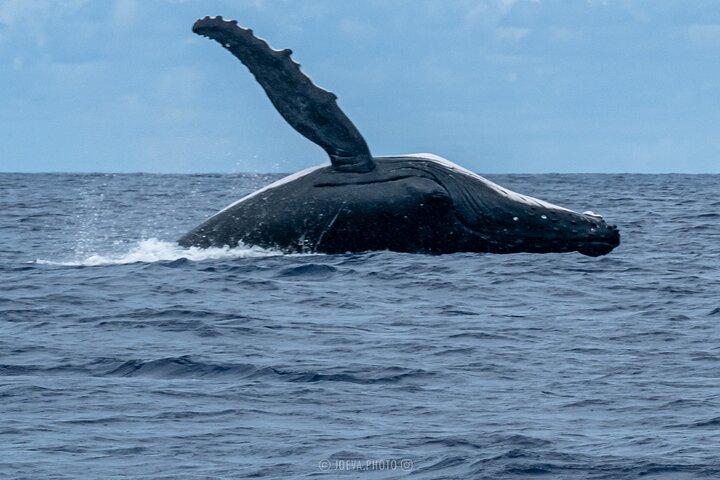 Observación de ballenas Moorea