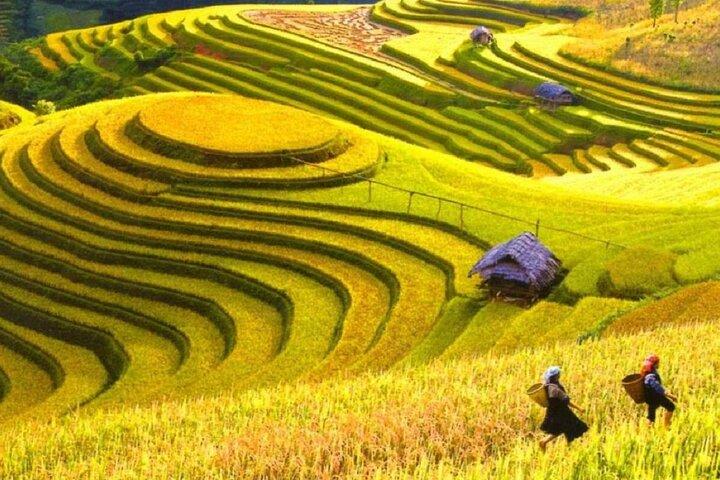 Rejs i Vietnam fra risterrasserne til Mekong i 17 dage