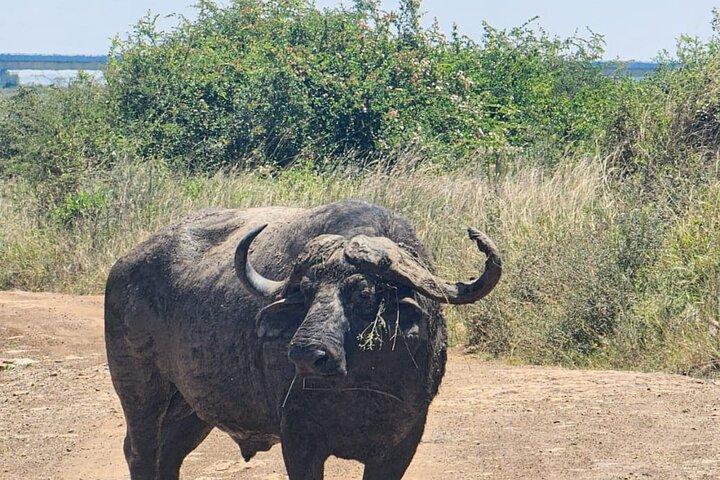 Halvdagstur till Nairobi nationalpark