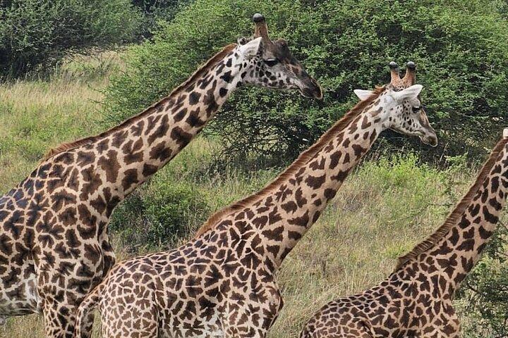Halvdags game drive i Nairobi National Park