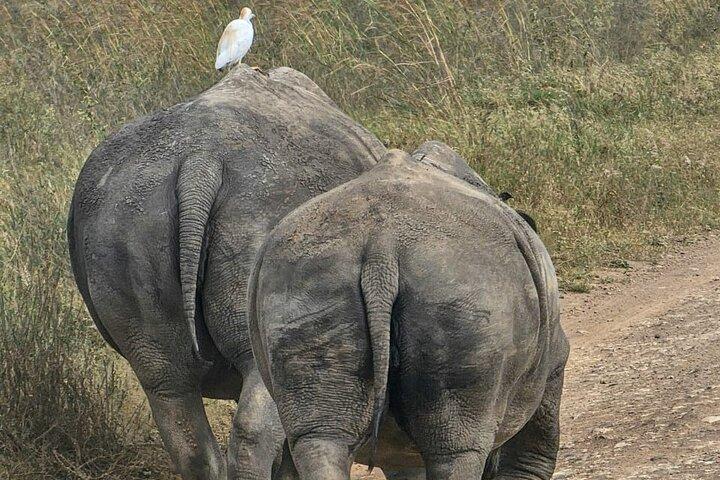 Halvdags game drive i Nairobi National Park
