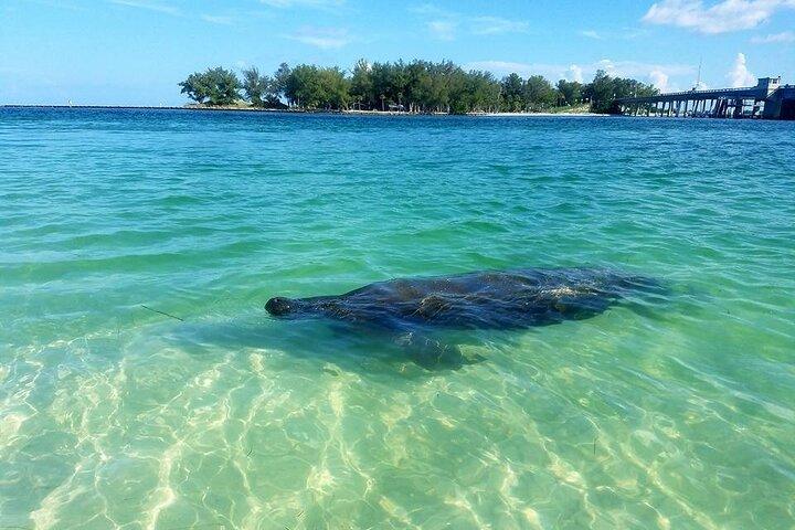サラソータ湾で沿岸野生生物とカヤック