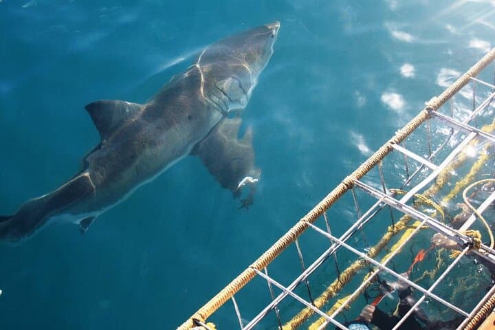 Gansbaai Private Shark Dive Experience