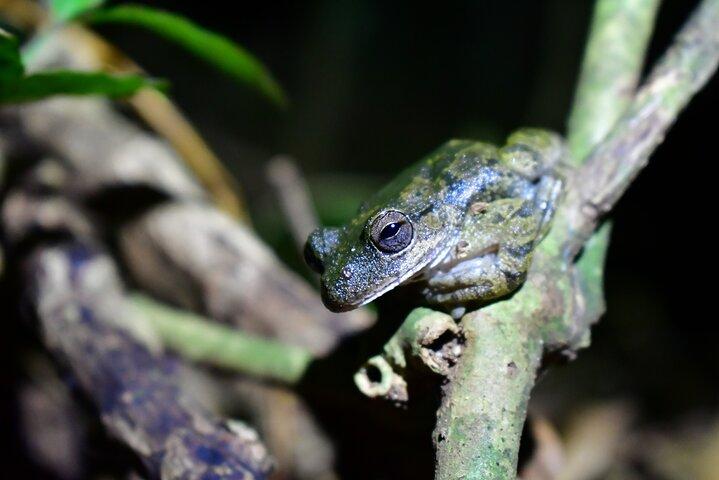 Nighttime Exploration in the Monteverde Cloud Forest
