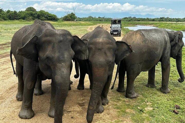 Safari à l’éléphant Udawalawe – Expérience privée en jeep
