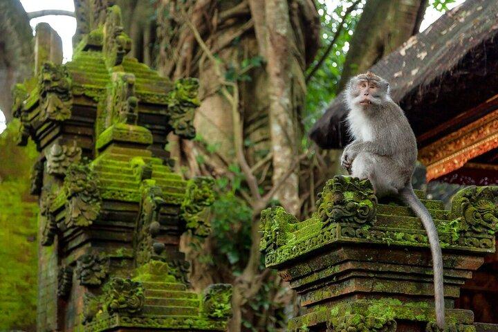 Ubud Puripication Temple, Rice Terrace, Waterfall & Monkey forest