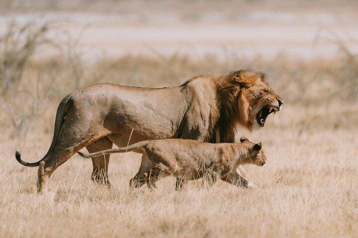 ミクミサファリアドベンチャー： 1泊2日