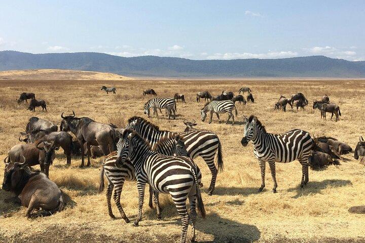 ミクミサファリアドベンチャー： 1泊2日
