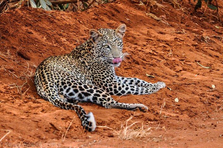 6 Day Safari to Amboseli, Tsavo West & East Explorer Tour