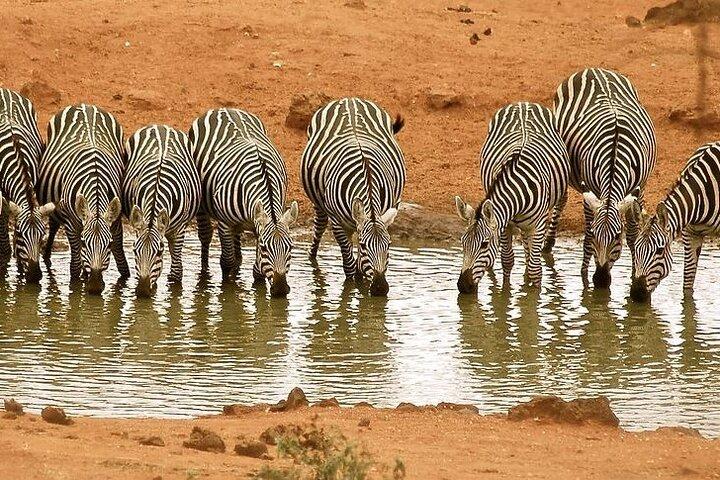 6 Day Safari to Amboseli, Tsavo West & East Explorer Tour
