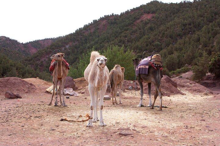 from Marrakech : オウリカバレー日帰りツアー＆アトラス山脈ツアー