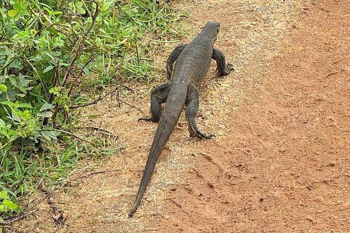 ハンバントタ砦からウダワラウェサファリ＆象の孤児院訪問