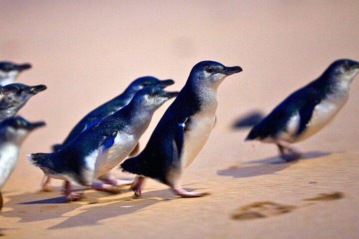 メルボルン発フィリップ島ペンギン＆野生動物日帰りツアー