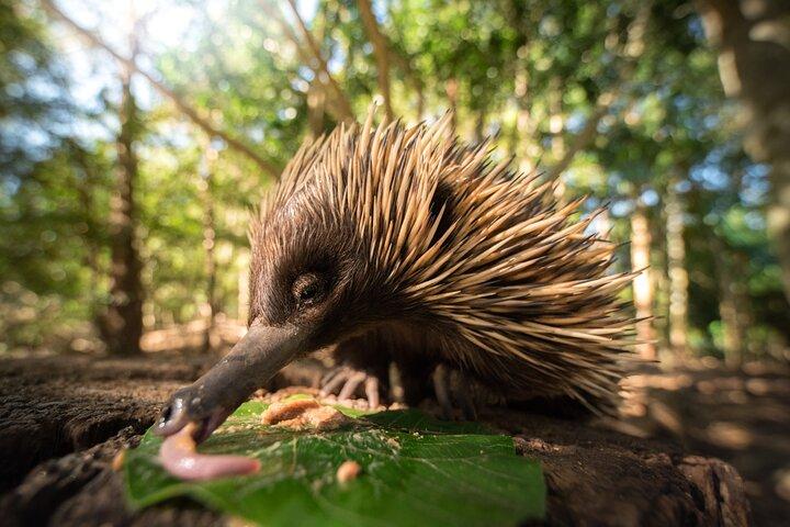 Excursión de un día al zoológico de Australia desde Brisbane