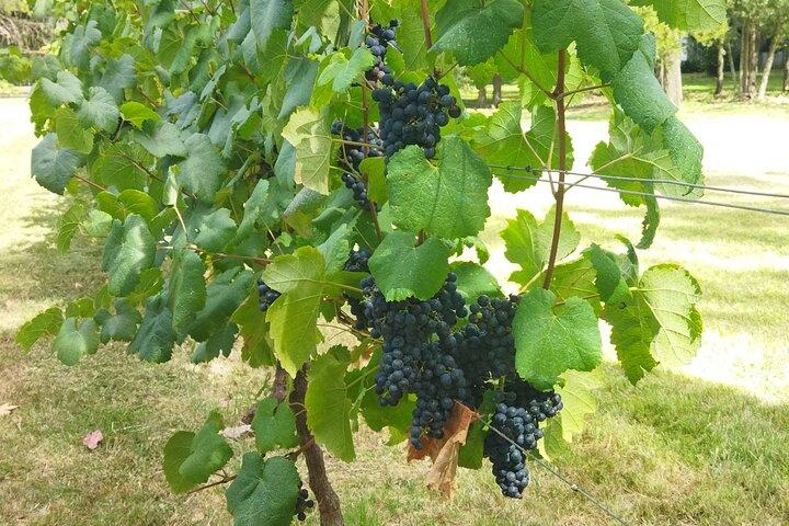 Visita a uma vinícola tradicional e premiada em Montevidéu