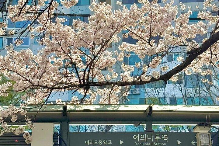 Seoul City Kirschblüte Private Sightseeing Tour