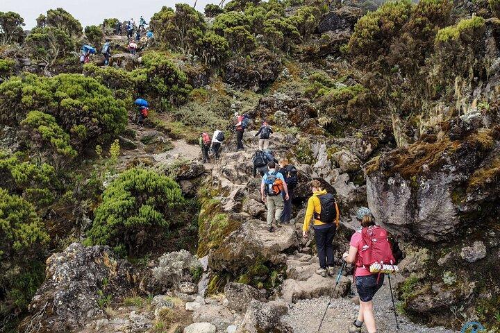 2 Días MT Kilimanjaro Senderismo Ruta Marangu Tour Privado