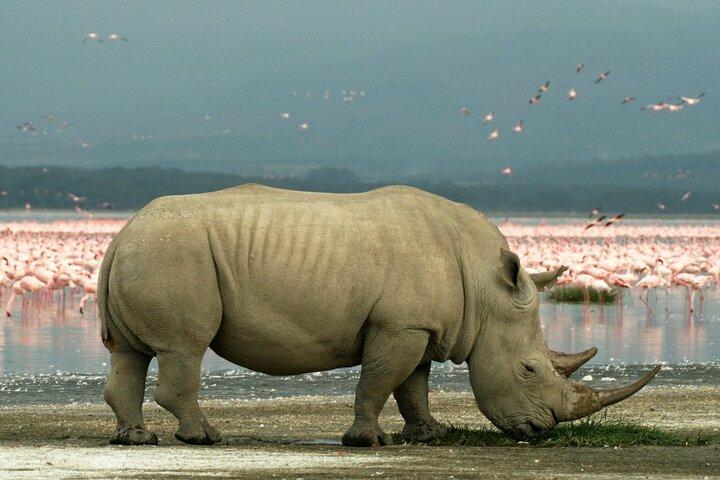 Maasai Mara 5 Day Private Tour Experience