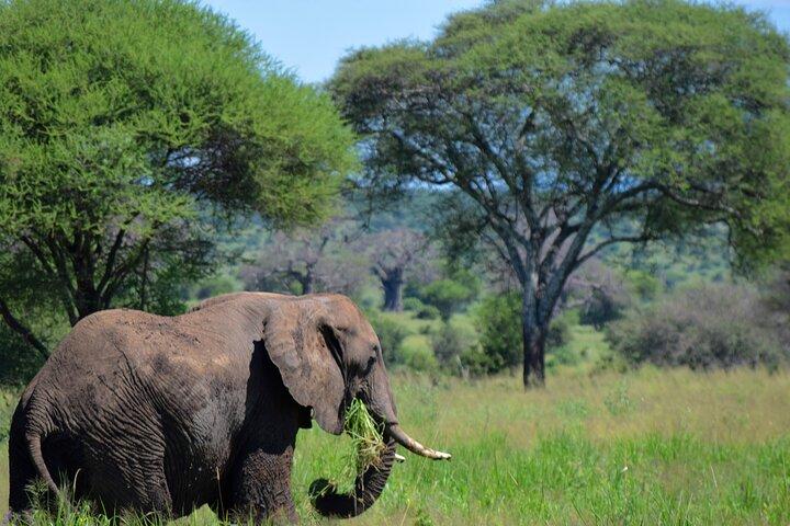 Tarangire, Eyasi (pueblos de Datoga y Hadzabe) y cráter Ngorongoro