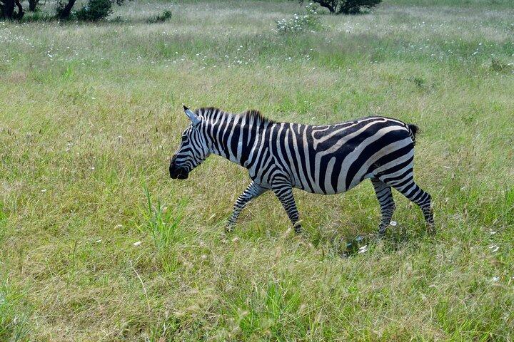 Tarangire, Eyasi (pueblos de Datoga y Hadzabe) y cráter Ngorongoro