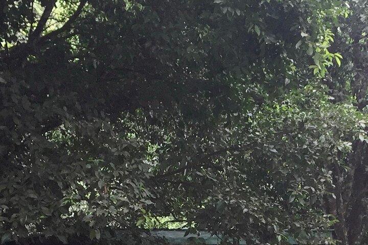 Excursion d'une journée à Nairobi dans la forêt de Karura