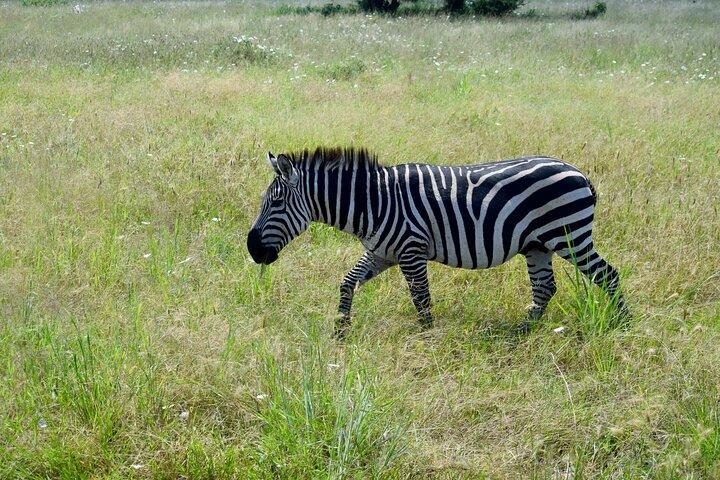 Excursión de una noche al parque nacional Tarangire y al cráter Ngorongoro
